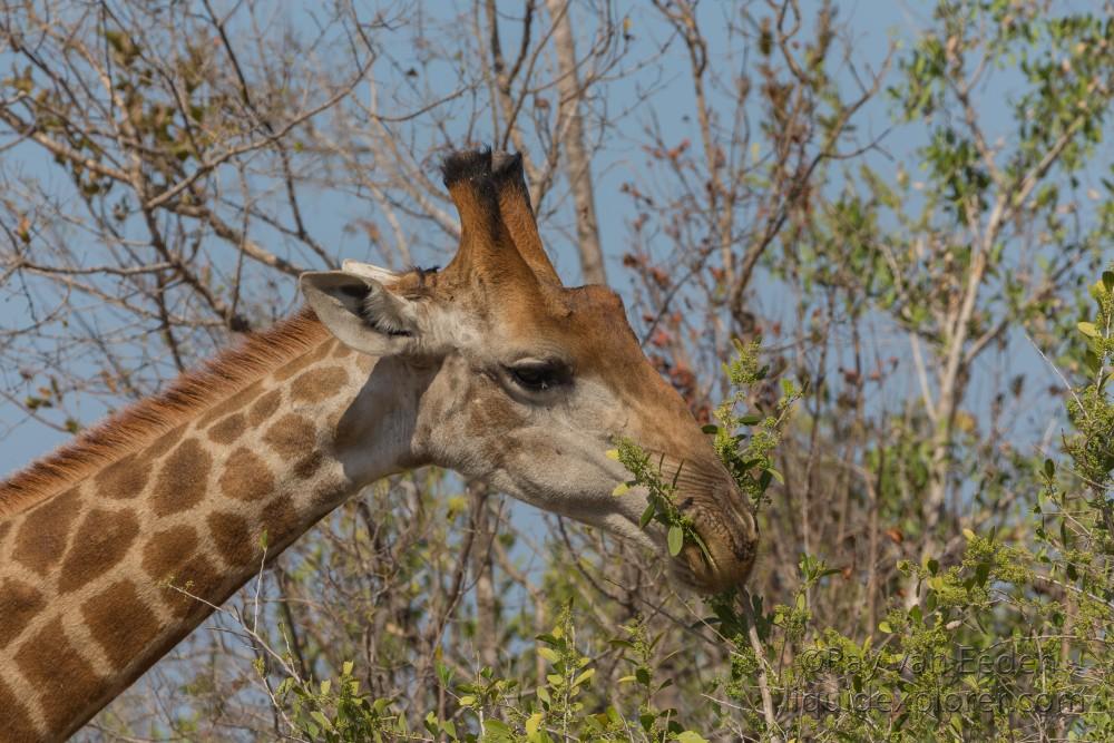 Giraffe-Kurger-Park-Wildlife-Portrait-2014-1-of-1