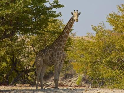 Giraffe1-Puros-Wildlife