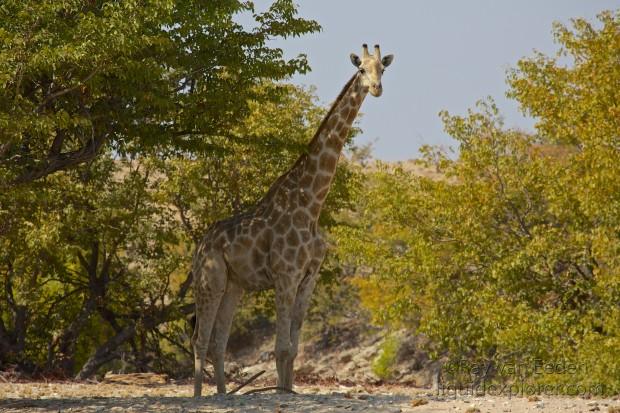 Giraffe1-Puros-Wildlife