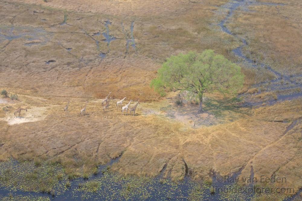 Giraffs1 Okavango Wildlife