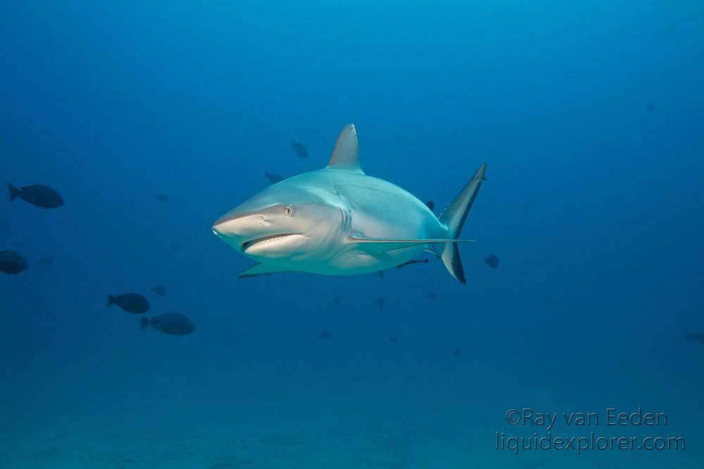 Grey-Reef-Shark9-Orimas-Thila-Underwater