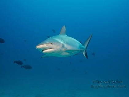 Grey-Reef-Shark9-Orimas-Thila-Underwater