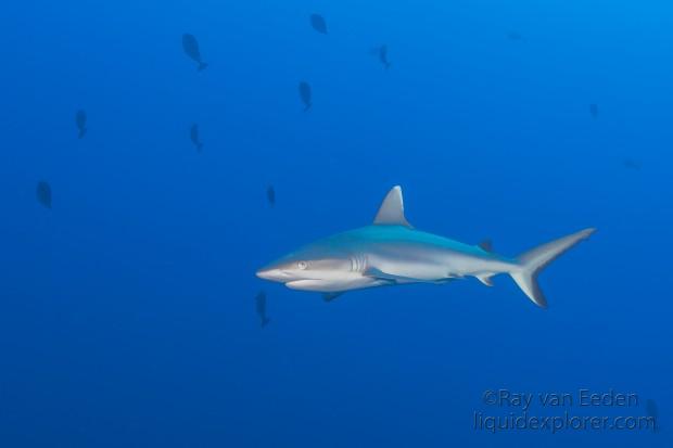 Grey-Shark-Kuda-Kandu-Underwater-Wide-Angle