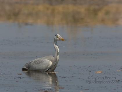 Heron-Kurger-Park-Wildlife-Portrait-2014-1-of-1