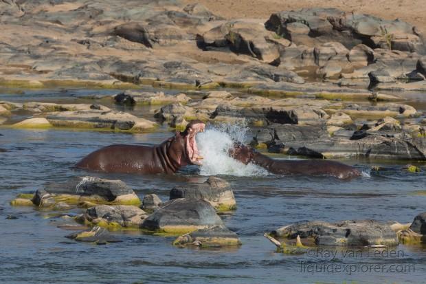 Hippo-Kurger-Park-Wildlife-Wide-Angle-2014-1-of-1
