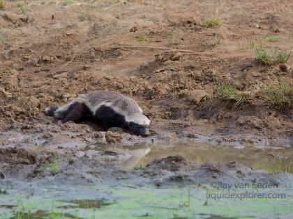 Honey Badger1 Black Rhino Park Wildlife