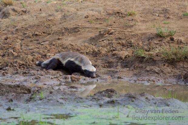 Honey Badger1 Black Rhino Park Wildlife