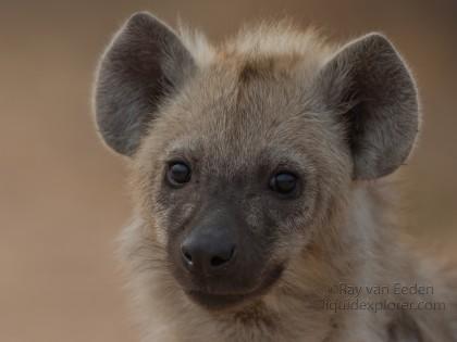 Hyaena-Kurger-Park-Wildlife-Portrait-2014-1-of-4