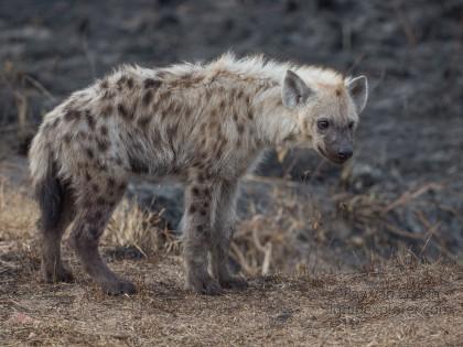 Hyaena-Kurger-Park-Wildlife-Portrait-2014-2-of-4