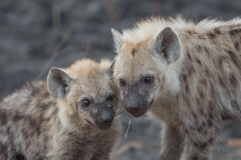 Hyaena-Kurger-Park-Wildlife-Portrait-2014-3-of-4