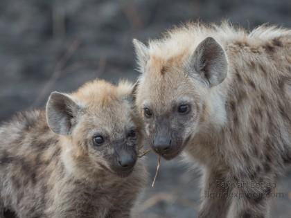 Hyaena-Kurger-Park-Wildlife-Portrait-2014-3-of-4