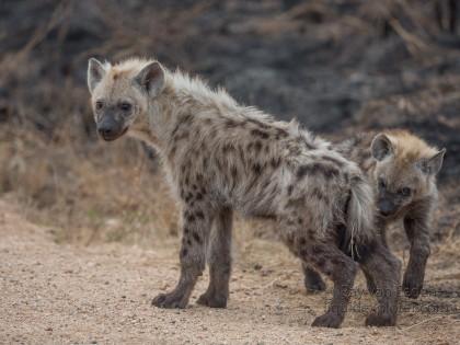 Hyaena-Kurger-Park-Wildlife-Portrait-2014-4-of-4