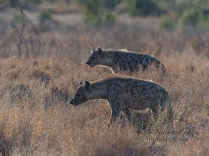 Hyaena-Kurger-Park-Wildlife-Wide-Angle-2014-1-of-2
