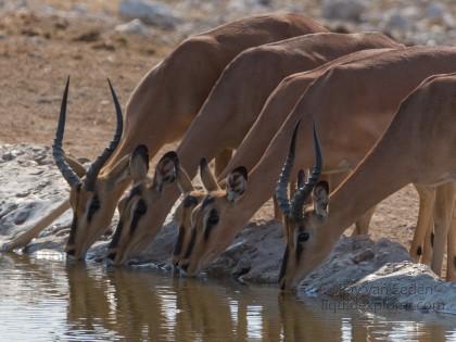 Impala-Etosha-Wildlife-Portrait-2014-1-of-1