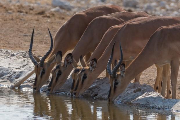 Impala-Etosha-Wildlife-Portrait-2014-1-of-1