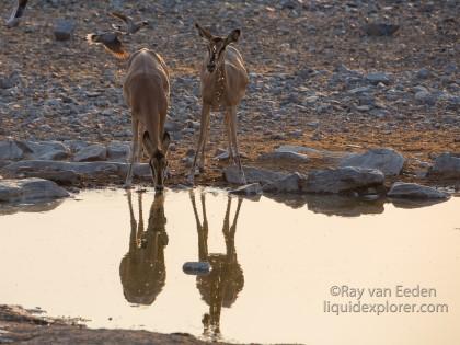 Impala-Etosha-Wildlife-Wide-Angle-1-of-1
