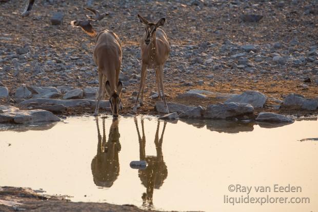 Impala-Etosha-Wildlife-Wide-Angle-1-of-1