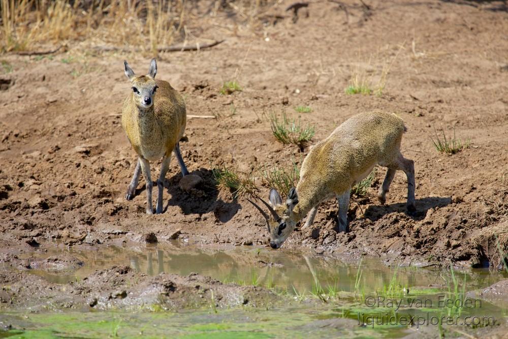 Klipspringer Black Rhino Park Wildlife