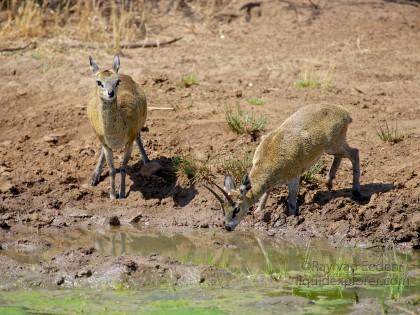 Klipspringer Black Rhino Park Wildlife