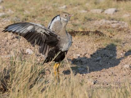 KorhaanEtosha-Wildlife-Portrait-1-of-1