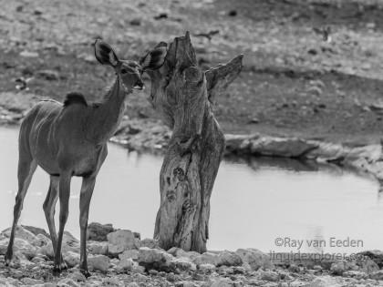 Kudu-Etosha-Wildlife-Portrait-2014-1-of-1