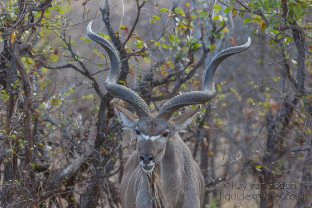 Kudu-Kurger-Park-Wildlife-Portrait-2014-1-of-1