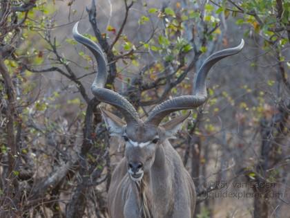 Kudu-Kurger-Park-Wildlife-Portrait-2014-1-of-1