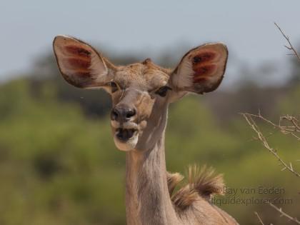 Kudu-Kurger-Park-Wildlife-Wide-Angle-2014-1-of-1