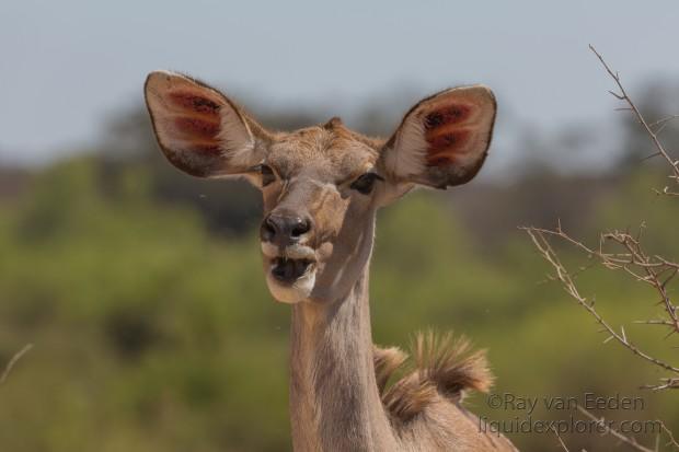 Kudu-Kurger-Park-Wildlife-Wide-Angle-2014-1-of-1