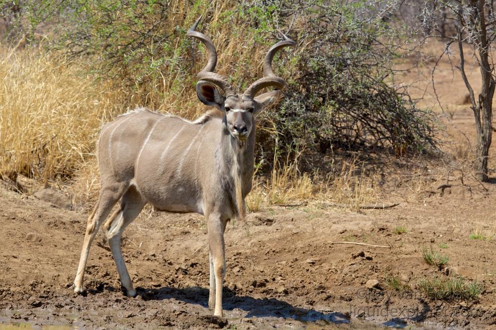 Kudu2 Black Rhino Park Wildlife