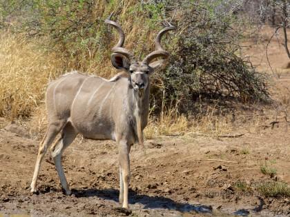 Kudu2 Black Rhino Park Wildlife