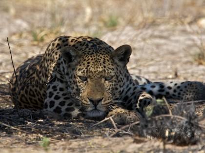 Leopard Central Kalahari Wildlife