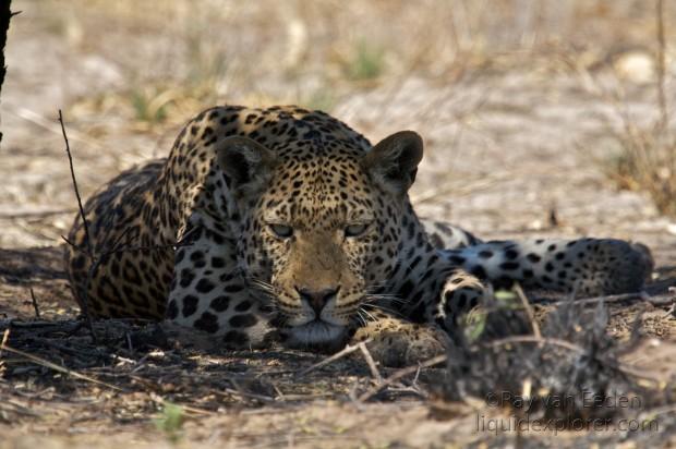 Leopard Central Kalahari Wildlife