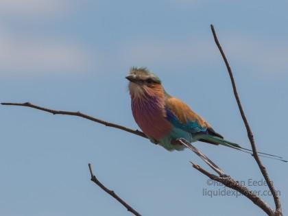 Lilac-Breasted-Roller-Kurger-Park-Wildlife-Portrait-2014-1-of-1