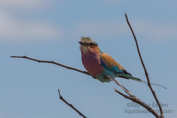 Lilac-Breasted-Roller-Kurger-Park-Wildlife-Portrait-2014-1-of-1