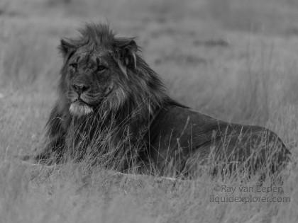 Lion-Etosha-Wildlife-Portrait-2014-1-of-1