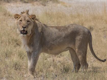 Lion-Etosha-Wildlife-Portrait-2014-1-of-2