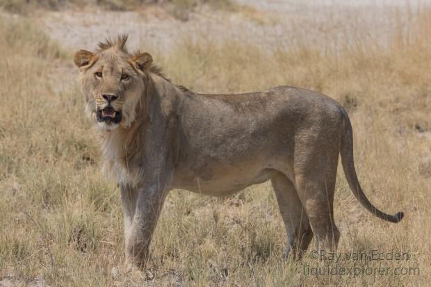 Lion-Etosha-Wildlife-Portrait-2014-1-of-2