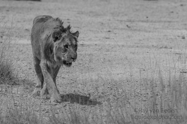Lion-Etosha-Wildlife-Portrait-2014-2-of-1