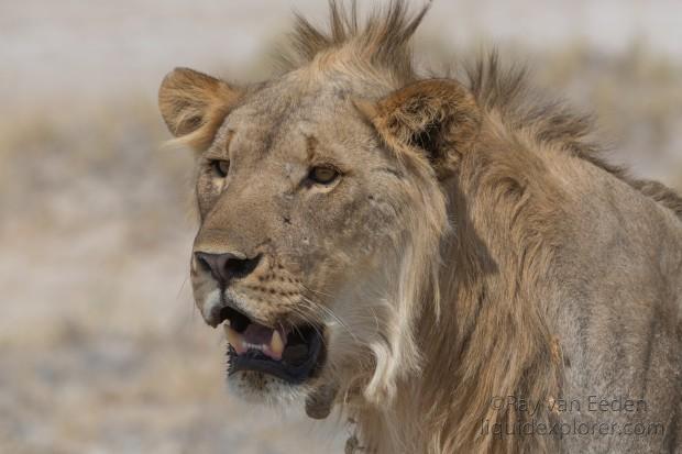Lion-Etosha-Wildlife-Portrait-2014-2-of-2