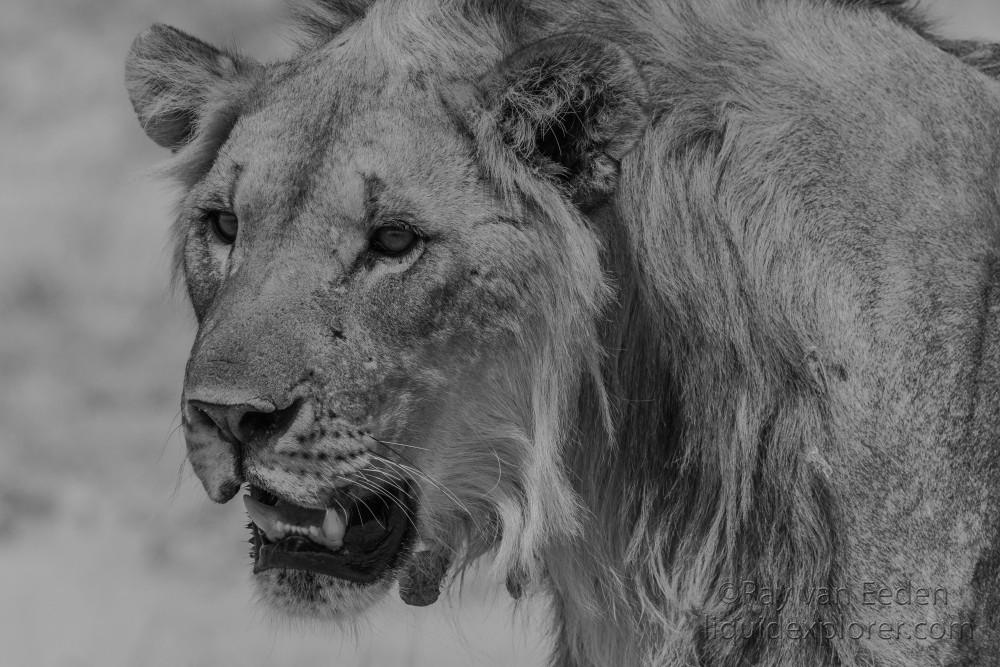 Lion-Etosha-Wildlife-Portrait-2014-3-of-1