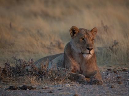 Lion-Etosha-Wildlife-Wide-Angle-1-of-8