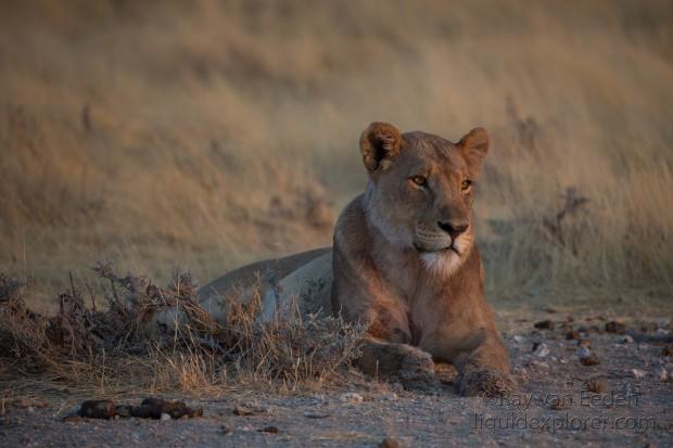Lion-Etosha-Wildlife-Wide-Angle-1-of-8