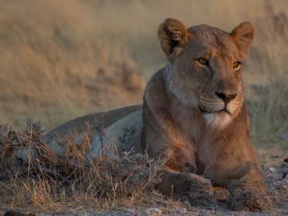 Lion-Etosha-Wildlife-Wide-Angle-2-of-8