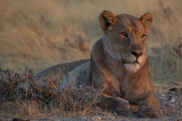 Lion-Etosha-Wildlife-Wide-Angle-2-of-8