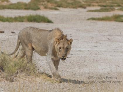 Lion-Etosha-Wildlife-Wide-Angle-2014-10-of-3