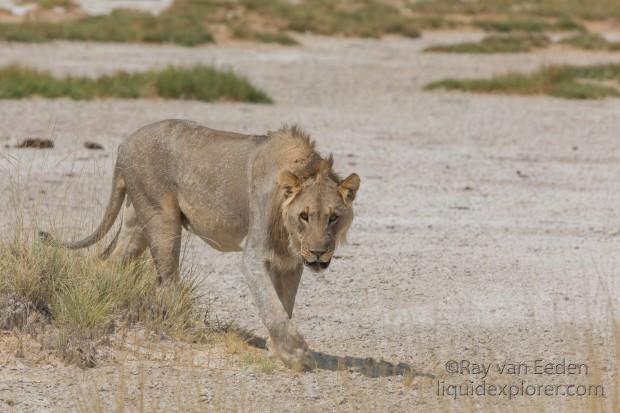 Lion-Etosha-Wildlife-Wide-Angle-2014-10-of-3