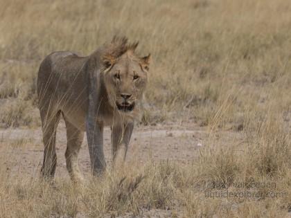 Lion-Etosha-Wildlife-Wide-Angle-2014-11-of-3