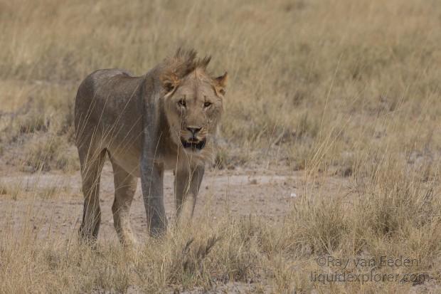 Lion-Etosha-Wildlife-Wide-Angle-2014-11-of-3