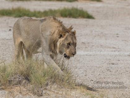 Lion-Etosha-Wildlife-Wide-Angle-2014-9-of-3